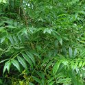 Xanthoceras sorbifolia feuille